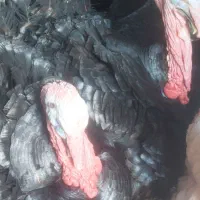 فروش بوقلمون محلی