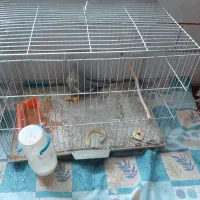 عروس هلندی نر معاوضه فروش