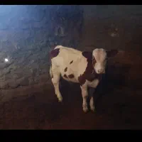 گاو  شیری با گوساله نر سیمیتال|حیوانات مزرعه|بجنورد, |دیوار