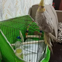 عروس هلندی