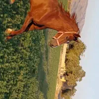 مادیون دیدنی