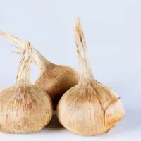 خرید و فروش پیاز زعفران