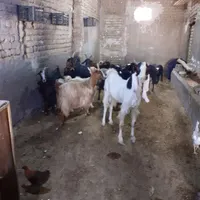 گوسفندتبریز|حیوانات مزرعه|قم, بوستان جوان|دیوار