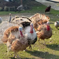 بوقلمون|حیوانات مزرعه|سنگر, |دیوار