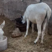 خرگوسفندی سه ساله ویکی یک ساله|حیوانات مزرعه|شیروان (خراسان), |دیوار