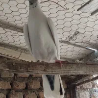 کبوتر پرشی 10عدد