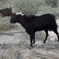 نری فروشی و معاوضه