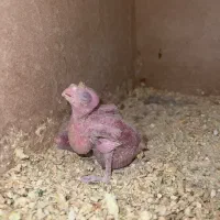 جوجه عروس هلندی|پرنده|قم, امامزاده ابراهیم|دیوار