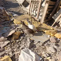 مرغ و خروس مینیاتوری|حیوانات مزرعه|مشکین‌دشت, |دیوار