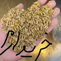 1.500کیلو چلتوک