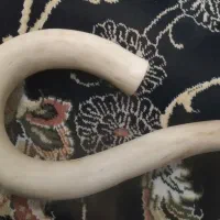 عصای طبیعی مخصوص کوهنورد از بهترین نوع چوب