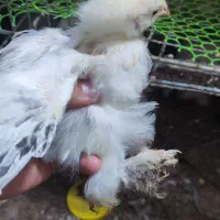 جوجه ، مرغ ، خروس برهما لایت با ۳۰ درصد تخفیف|حیوانات مزرعه|گرگان, |دیوار