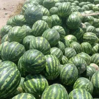 کارگر روز مزد،یابرجی،میخام برای ایرانشهر