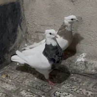 پرنده طوقی نروماده کاکلی  وشرط جوجه