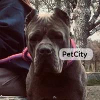 مولد های بی نظیر کن کورسو و روتوایلر دوبرمن ژرمن