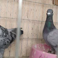 کفتر کبوتر آلمانی جوجه سرعتی
