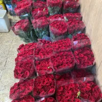 جشنواره رز هلندی بدونه واسطه ازگلخانه|گل و گیاه طبیعی|تهران, آهنگ|دیوار