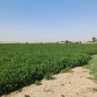 زمین کشاورزی آبی