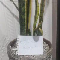 گل سانسوریا خانه در زهک