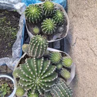 کاکتوس