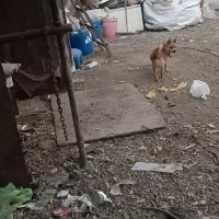 واگذاری فیندو نر|سگ|اردبیل, |دیوار