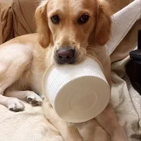 واگذاری رایگان گلدن