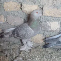 کبوتر ترکیه|پرنده|تبریز, |دیوار