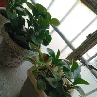 گل های طبیعی زییا|گل و گیاه طبیعی|یاسوج, |دیوار