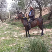 مادیان ابستن از قاطر به شرط مادیان جوان
