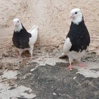 طوقی مشکی|پرنده|مریوان, |دیوار