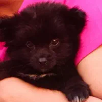 پامر خرسی بامزه