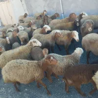 گوسفند ، میش و بره