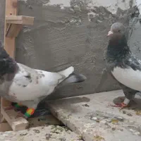 کفتر جفتگاه سینه هفت رنگ و ساده کاکلی شقه پرشی|پرنده|مشهد, خواجه ربیع|دیوار