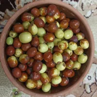 عناب تازه امسالی