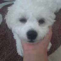 گمشدن سگ خانگی|حیوانات|شیراز, شهرک مهدی‌آباد|دیوار