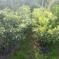 آواکادو و کامکوات|خدمات باغبانی و درختکاری|تنکابن, |دیوار