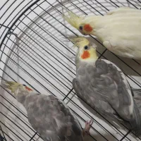 عروس هلندی 800