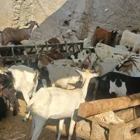 کهر گیسه بز خود بندرعباس با قصابی رایگان|حیوانات مزرعه|بندرعباس, |دیوار