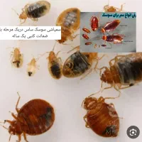 سمپاشی‌وخدمات|خدمات نظافت|تهران, علم و صنعت|دیوار