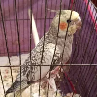 چهار عدد عروس هلندی یک عدد دون خور و سه عدد سرلاکی