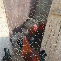 ۶عدد خروس محلی|حیوانات مزرعه|باروق, |دیوار