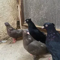 ۲ جفت زاغ آبادان و قهوه ای آبادانی