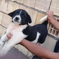 توله