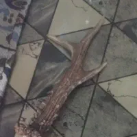 شاخ اصل معاوضه با فنچ قناری سهره و