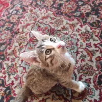 سه تا پیشوی خوشگل یدونه ماده دو تا  نر خاکستری|گربه|ورامین, ورامین|دیوار