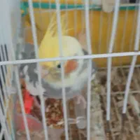 عروس هلندی  با قفس|پرنده|آستانه اشرفیه, |دیوار