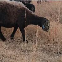 فروش شیشک و توخلو هترو