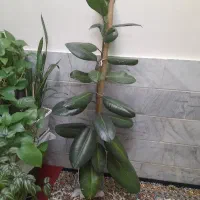 گل طبیعی|گل و گیاه طبیعی|بروجرد, |دیوار