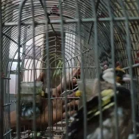 دوعدد  پرنده|پرنده|فسا, |دیوار