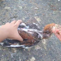مرغ لاری وخروس